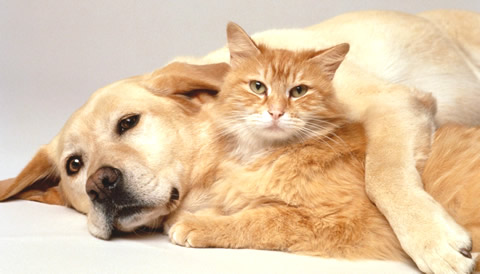 横になる犬と猫